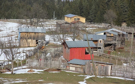 Artvin'de Ayılar Aç Kalınca Yayla Evlerine Saldırdı