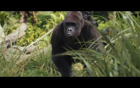Sinema - Rampage: Büyük Yıkım