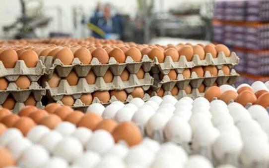 Organik Yumurta Hilesini Bitirecek Uygulama Hayata Geçti