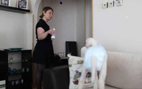Annesinin Kuzusu: Şapşik