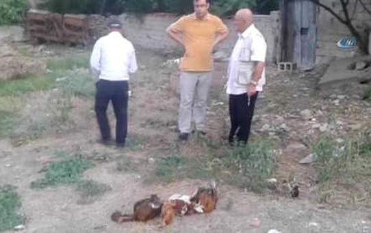 Başıboş Köpekler 10 Tavuğu Telef Etti