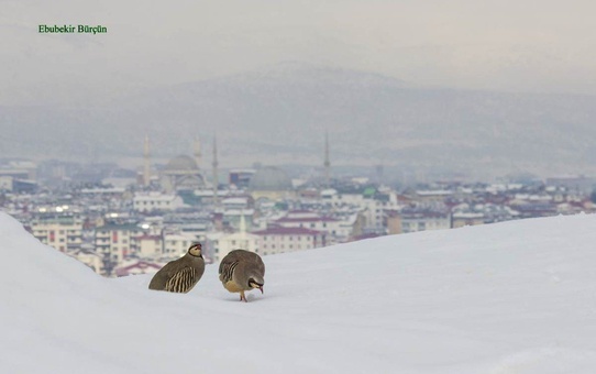 Bingöl Fotoğraflarla Ayrı Bir Güzel