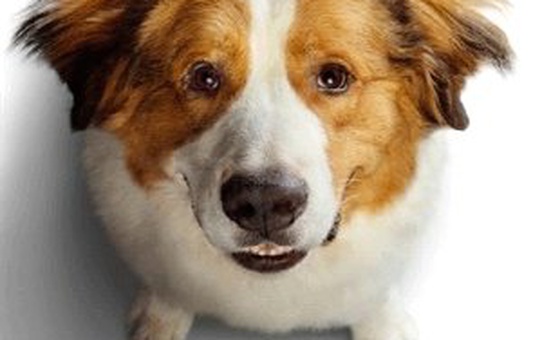 A Dog's Journey Filmi