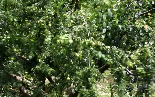 Çiftçiden Önce Hırsızlar Hasat Etti