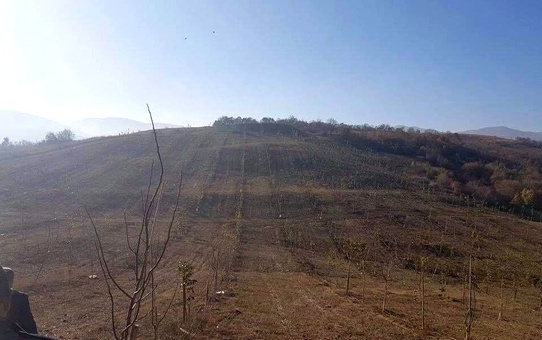 İki buçuk yıl önce bakımı yapılan ceviz ağaçlarından 15 ton ürün bekleniyor