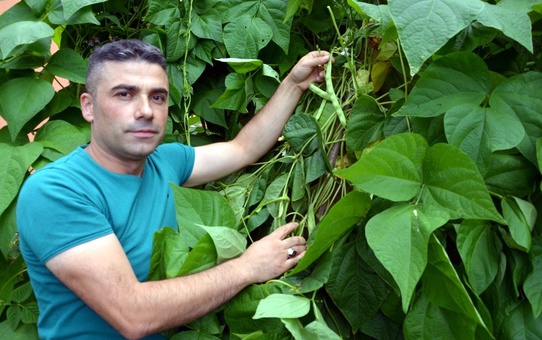 Bu ilçede ilk kez karpuz yetiştirildi