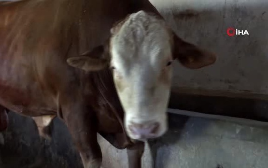 1,5 tonluk 'Kral' boğa alıcısını bekliyor