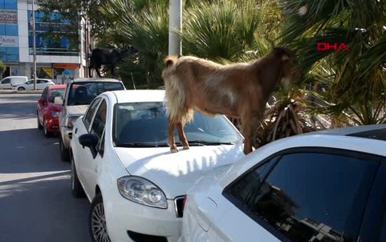 İzmir keçilerin araç üzerinde beslenme keyfi