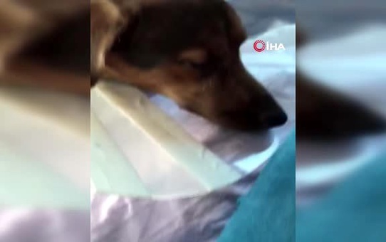 Köpeği ameliyat olan kadına belediyeden bir gün refakat izni