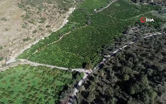 Mandalinada rekolte düşük, fiyatlar artacak