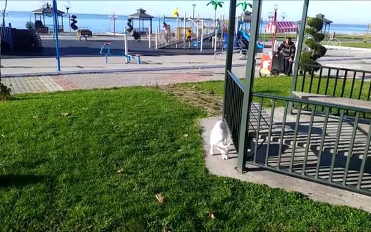 Yavru keçisine bebek gibi bakıyor