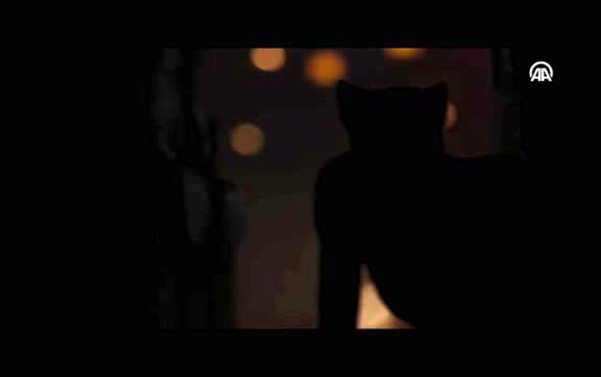 Cats