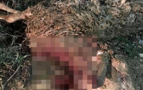 Kurt saldırısında 5 koyun telef oldu