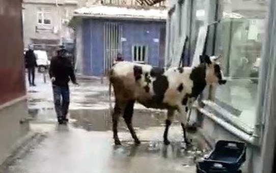 Sahibinden kaçan düve, zor anlar yaşattı