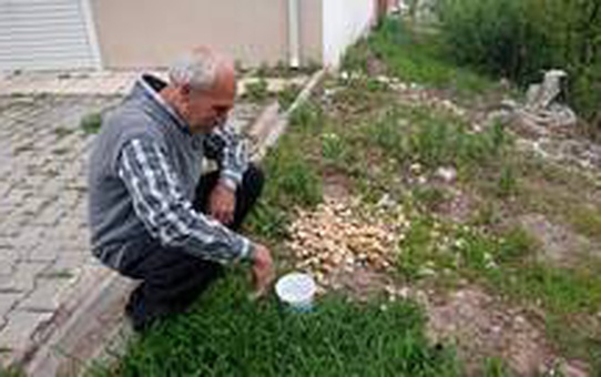 Sokak hayvanlarına her gün su ve yemek veriyor