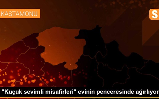 'Küçük sevimli misafirleri' evinin penceresinde ağırlıyor