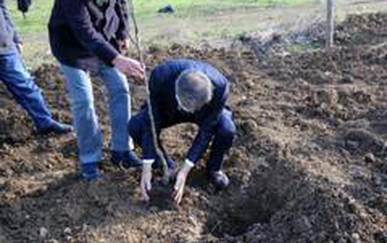 Serdivan'da meyve ağaçları toprakla buluştu