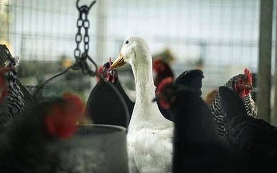 Dünya Hayvan Sağlığı Örgütü tek tek saydı! İşte koronavirüs bulaştıran hayvanlar