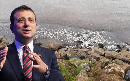 Sultanbeyli'deki balık ölümleri iktidar ve muhalefeti karşı karşıya getirdi