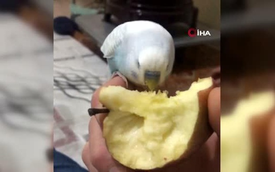 Pandemide evin kahvaltısına bile ortak oldu... Şarkı söylediği anlar ise izleyenleri gülümsetti