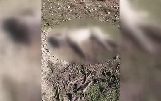 Son dakika haberleri | Çoban köpeklerinin zehirlenerek öldürüldüğü iddiası