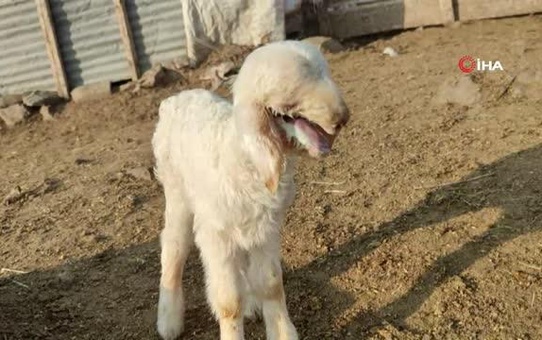 Ağzı kulağına kadar açık kuzu doğdu, biberonla beslenmeye başladı