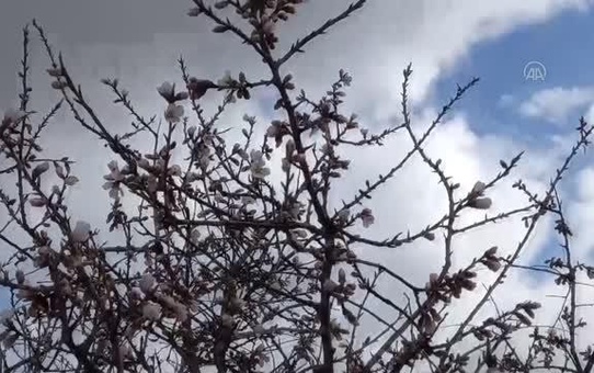 Beypazarı'nda badem ağaçları çiçek açtı