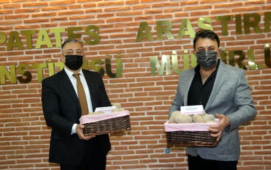 Yerli patates tohumları Saruhan ve Niğşah satıldı