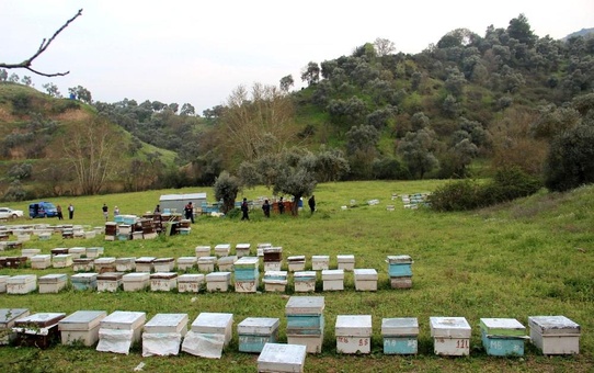 Hırsızlar arı kovanlarına dadandı, Arıcılar Birliği uyardı