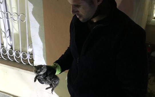 Boruya sıkışan yavru kedi kurtarıldı