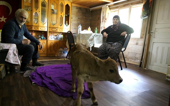 Erken doğan buzağıyı evlerinde besliyorlar