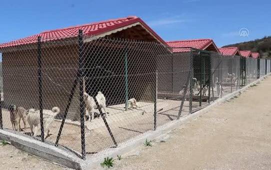 Yaralı bulunan kızıl şahin tedaviye alındı