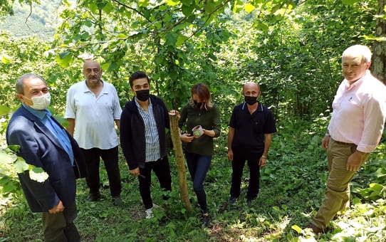 Yabani cevizler ekonomiye kazandırılıyor
