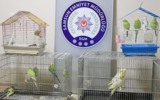 ÇATI KATLARINDAN KUŞ ÇALAN ŞÜPHELİ YAKALANDI