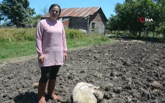 Köpekler evin bahçesindeki tavşan, tavuk ve koyunları telef etti