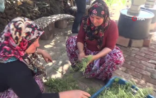 Köylü kadınlar virüsten korunmak için kekik suyu çıkarıyorlar