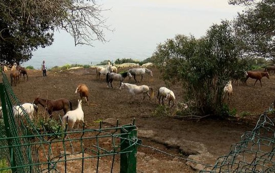 Kayıp atları, İnsan Kaynakları ve Eğitim Müdürlüğü talep etmiş