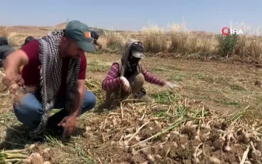 Şanlıurfa'da sarımsak hasadı başladı