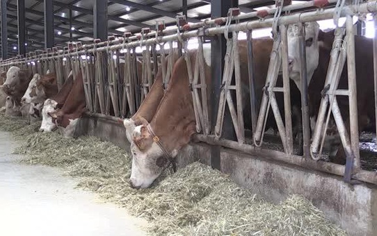 Hayvan hastalıklarından temiz olduğunu ispatlayan süt üretim tesisine arilik sertifikası verildi