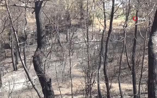 Manavgat'ta canı pahasına yangından küçükbaş hayvanlarını kurtardı: 'Keçilerim yansa, vicdan azabından yaşayamazdım'