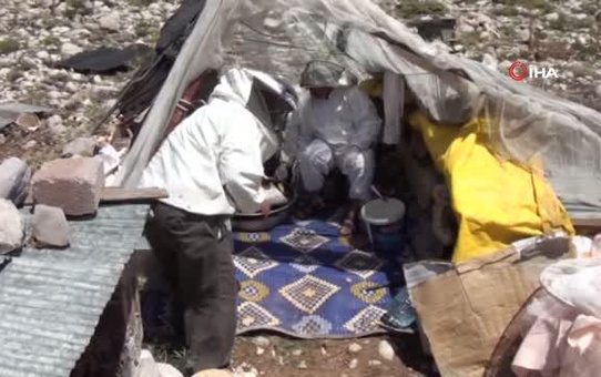 2 bin metrede kovanından çıkmadan, kilogramı 150 TL den alıcı buluyor