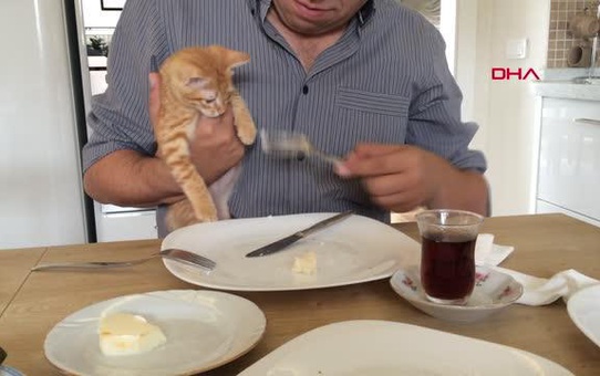 KAYBOLAN KEDİSİNİN ANISINA ÖZEL TASARIMLI UKULELE ÜRETTİ