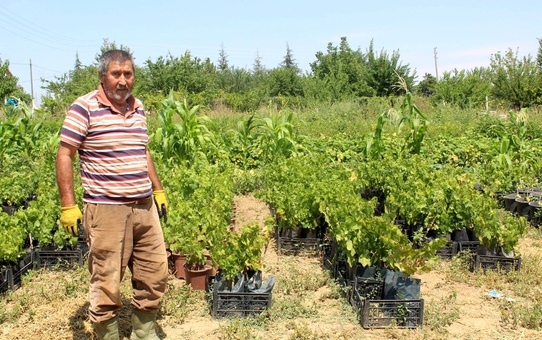 Akyurt'ta hedef ata tohumunu yaygınlaştırmak