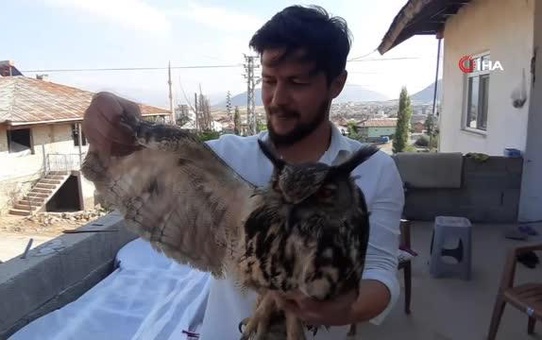 Yaralı bulunan puhu kuşu hayvanat bahçesine gönderildi