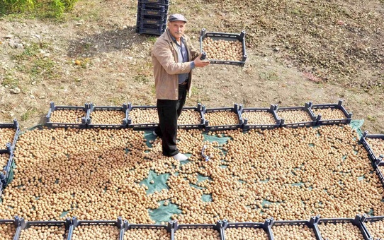 Kanatlı hayvan gübresiyle ceviz üretimini ikiye katladı
