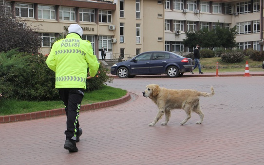Trafik polisinin sadık arkadaşı 'Köpük'