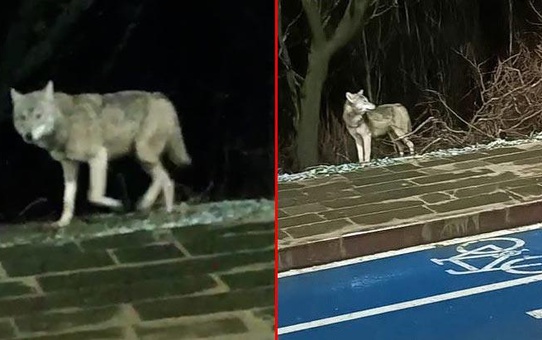 İlçe merkezine inen kurt panik yarattı! Vatandaşların sık kullandığı caddede öylece bekledi