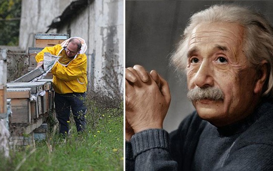 Einstein, 'Arılar yok olursa insanlığın 4 yıl ömrü kalmıştır' demişti!