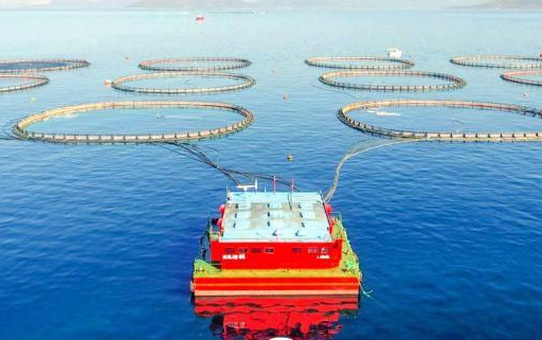 Aydın Su Ürünleri Yetiştiricileri Birliği Başkanı: Levrek tüketiminde risk yok