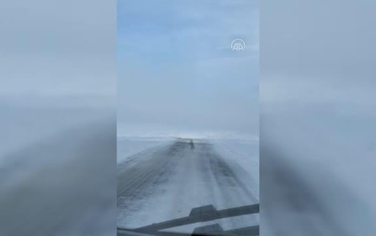 Son dakika gündem: Kurdun ambulansın önünde koşması kameraya yansıdı